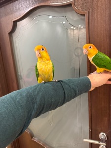 Мега ручной попугай Каик рыжеголовые птенцы