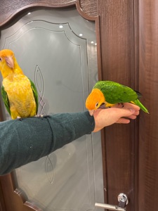 Мега ручной попугай Каик рыжеголовые птенцы