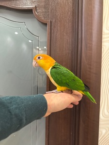 Мега ручной попугай Каик рыжеголовые птенцы