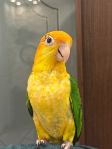 Рудоголові пташенята папуга каік