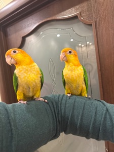 Рудоголові пташенята папуга каік