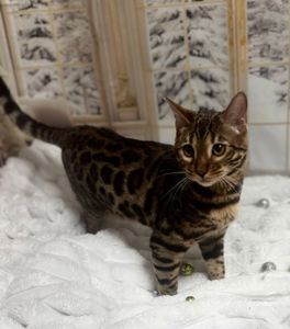 Бенгальське кошеня