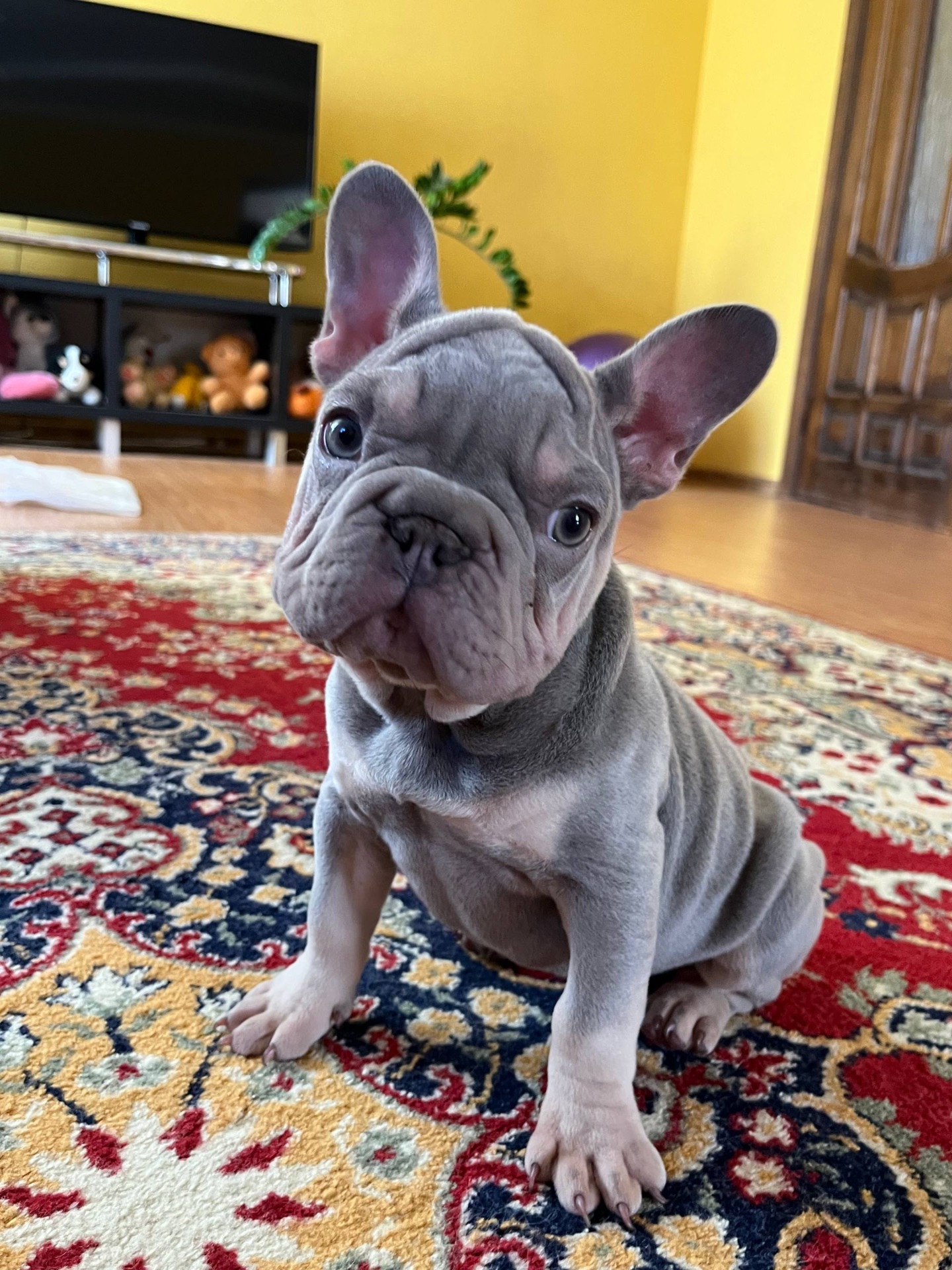 Французький бульдог