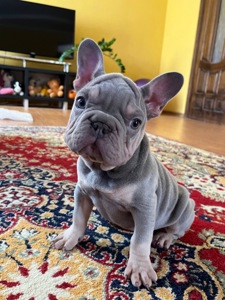 Французький бульдог
