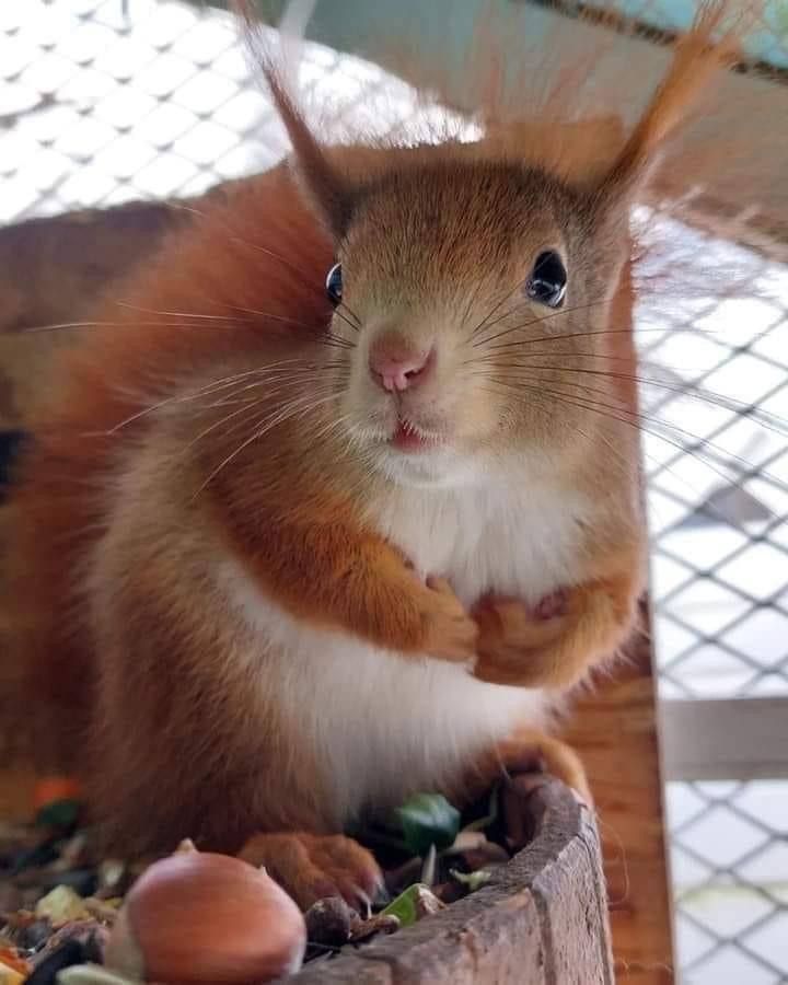 Декоративна руда білочка, європейська білка, кримська білка, на ділянку, алтайська срібляска білка