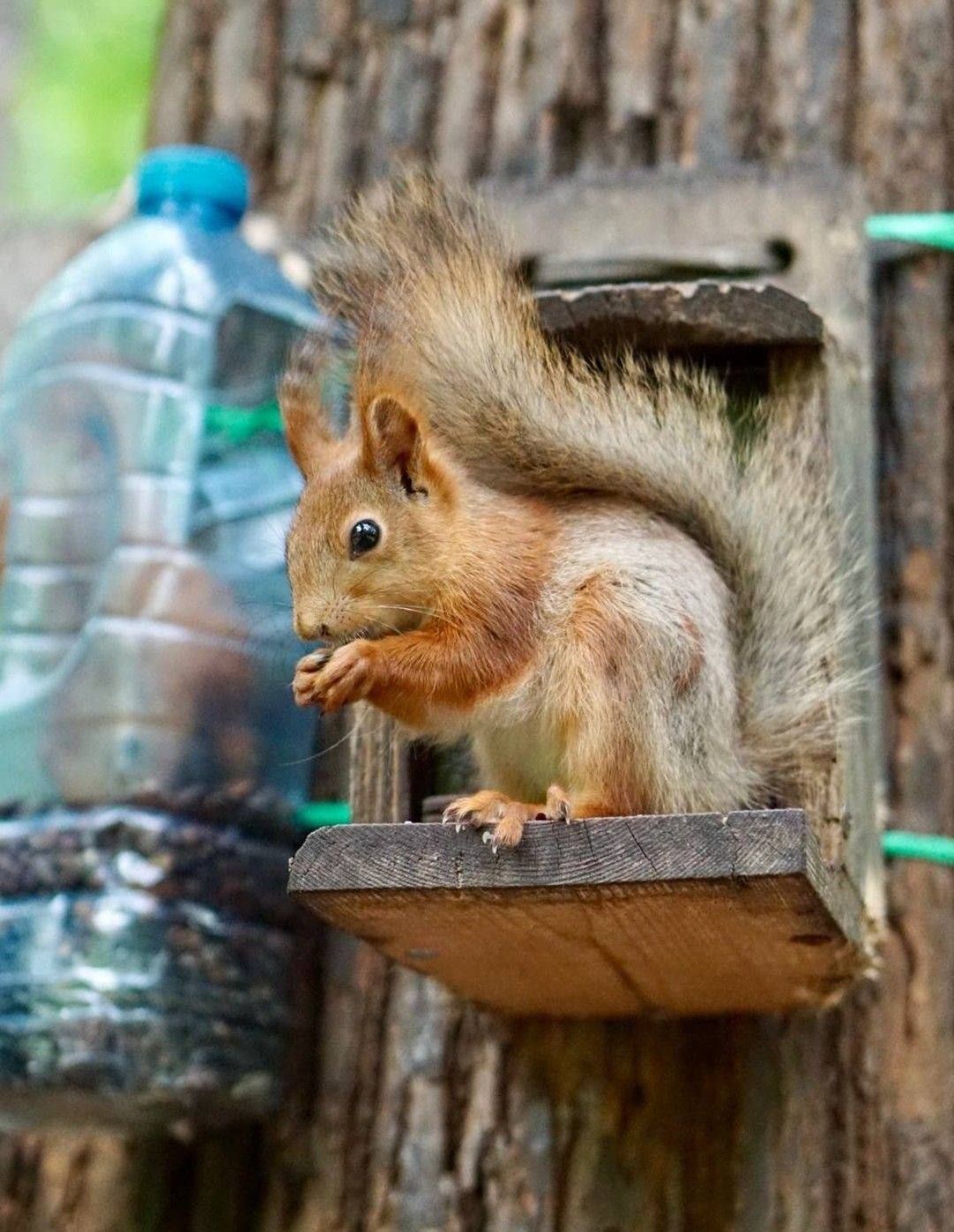 Декоративна руда білочка, європейська білка, кримська білка, на ділянку, алтайська срібляска білка