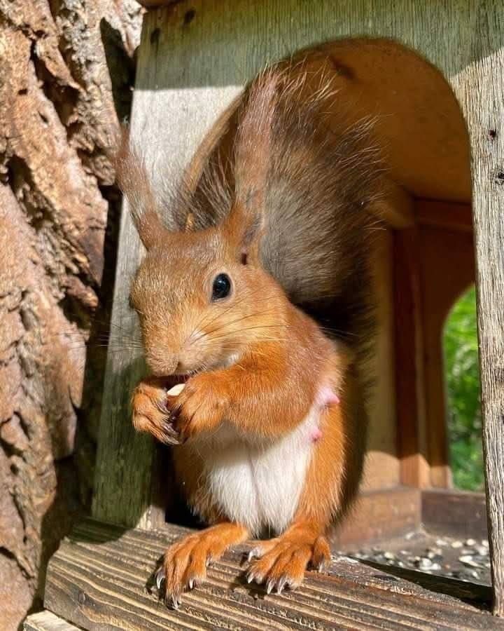 Декоративна руда білочка, європейська білка, кримська білка, на ділянку, алтайська срібляска білка