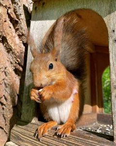 Декоративна руда білочка, європейська білка, кримська білка, на ділянку, алтайська срібляска білка
