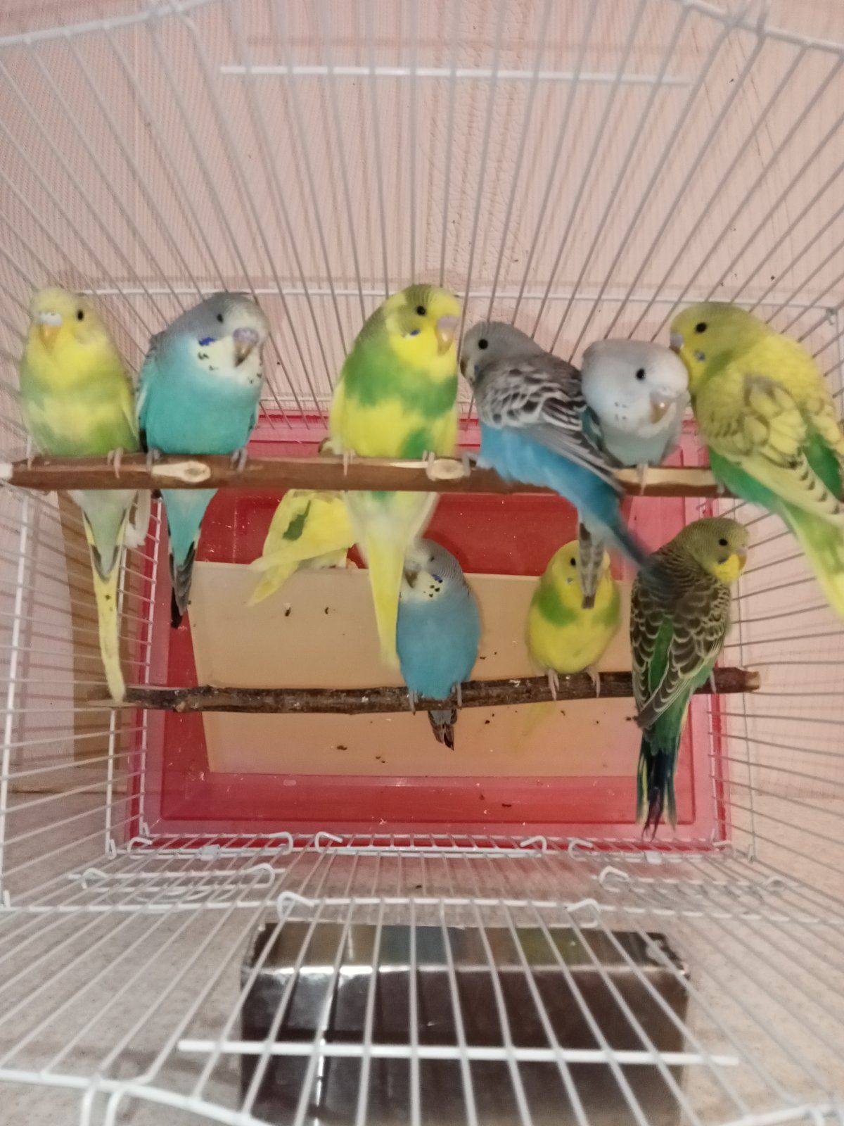 Хвилясті папуги