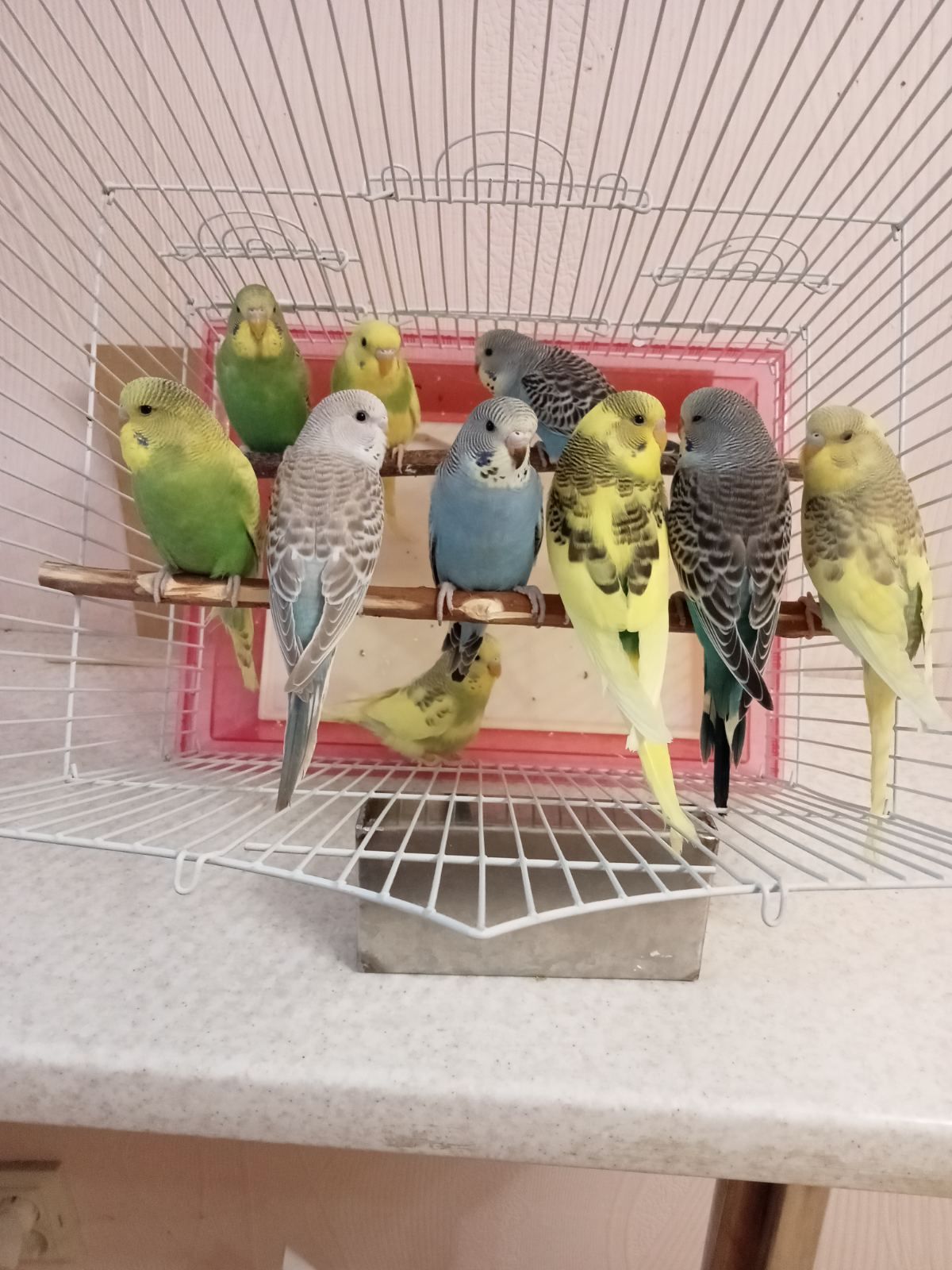 Хвилясті папуги