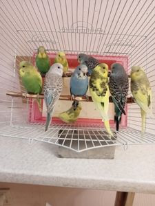 Хвилясті папуги