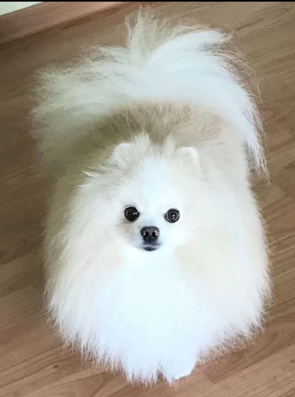 Біленька дівчинка КСУ