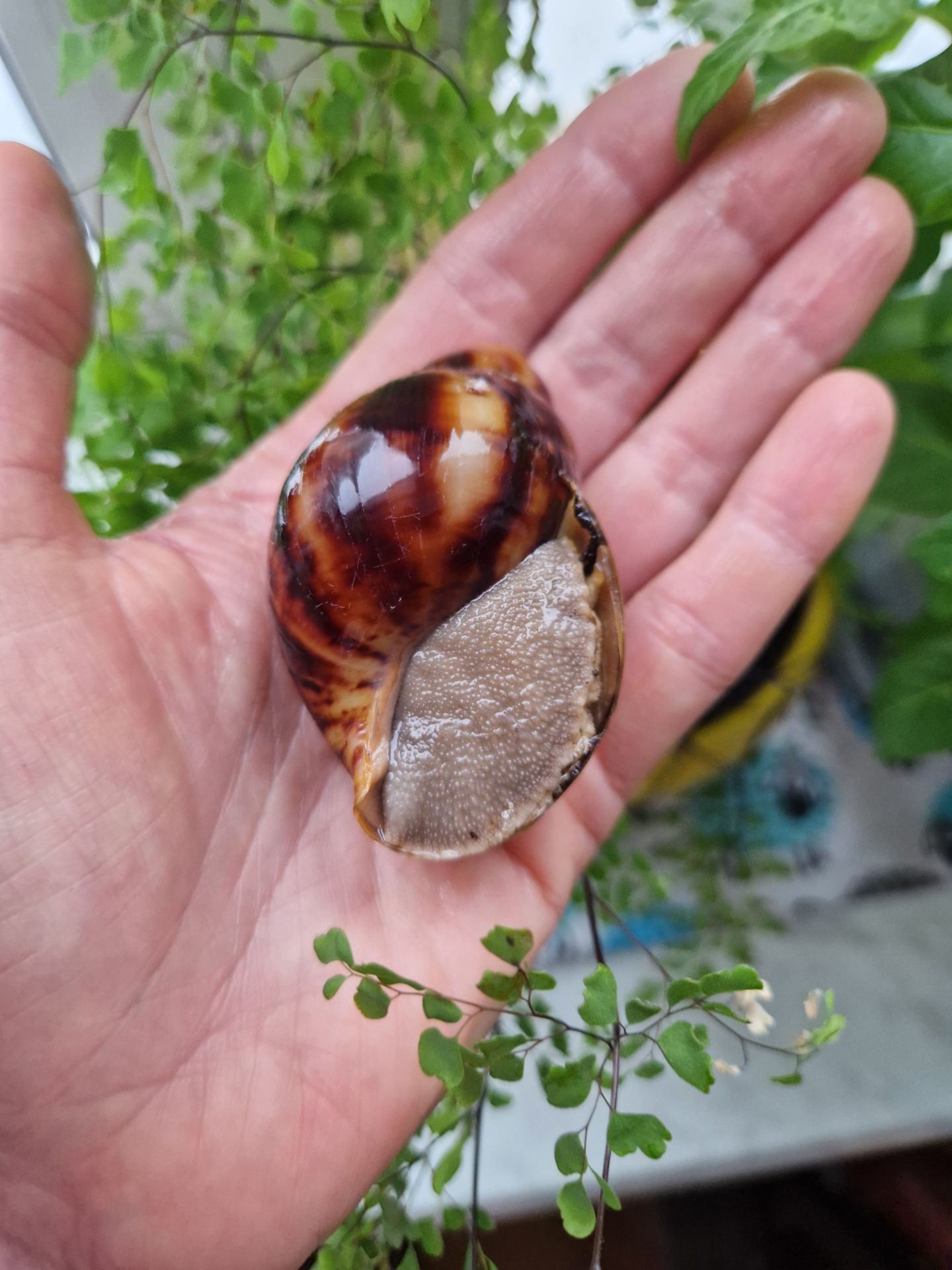 Підліток АрхАхатини Овум