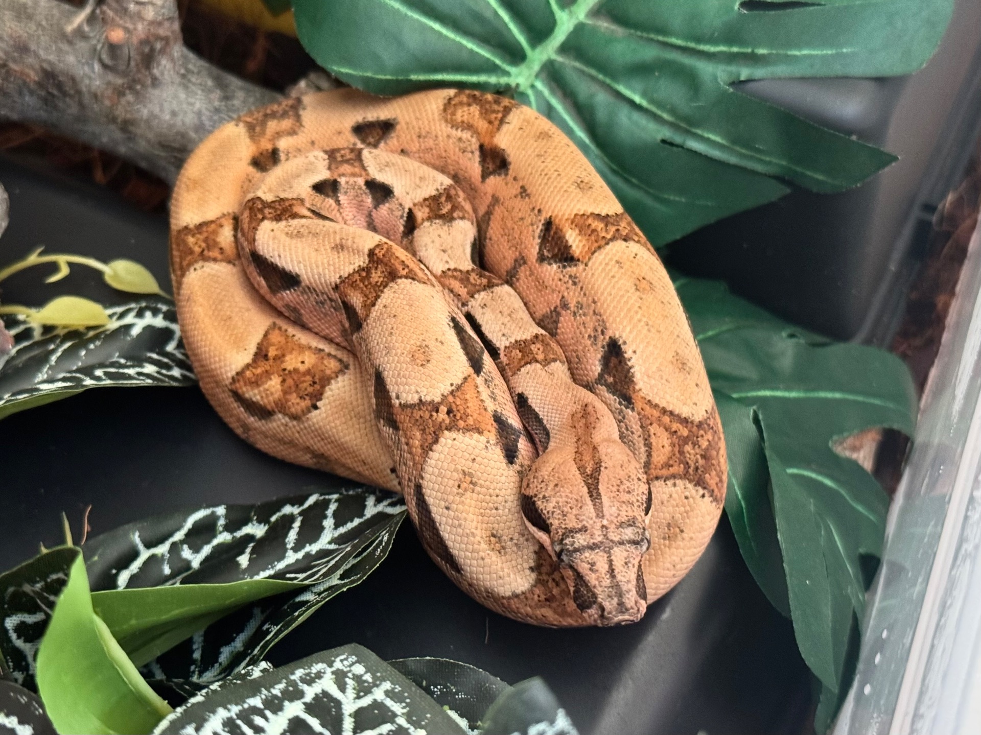 Імператорський удав Normal het Sharp Albino