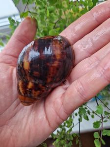 Підліток АрхАхатини Овум