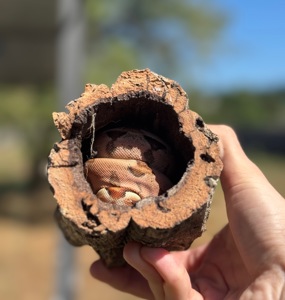 Імператорський удав Normal het Sharp Albino