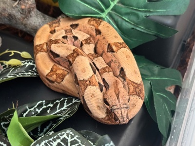 Імператорський удав Normal het Sharp Albino