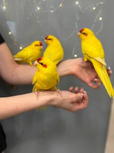 Какарік, какарик, ручні домашні какаріки