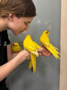 Какарік, какарик, ручні домашні какаріки