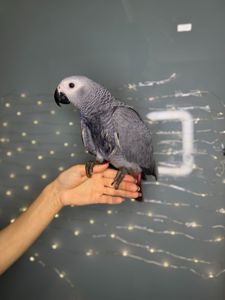 Великий папуга для розмови, говорящий папуга - жако