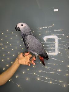 Великий папуга для розмови, говорящий папуга - жако