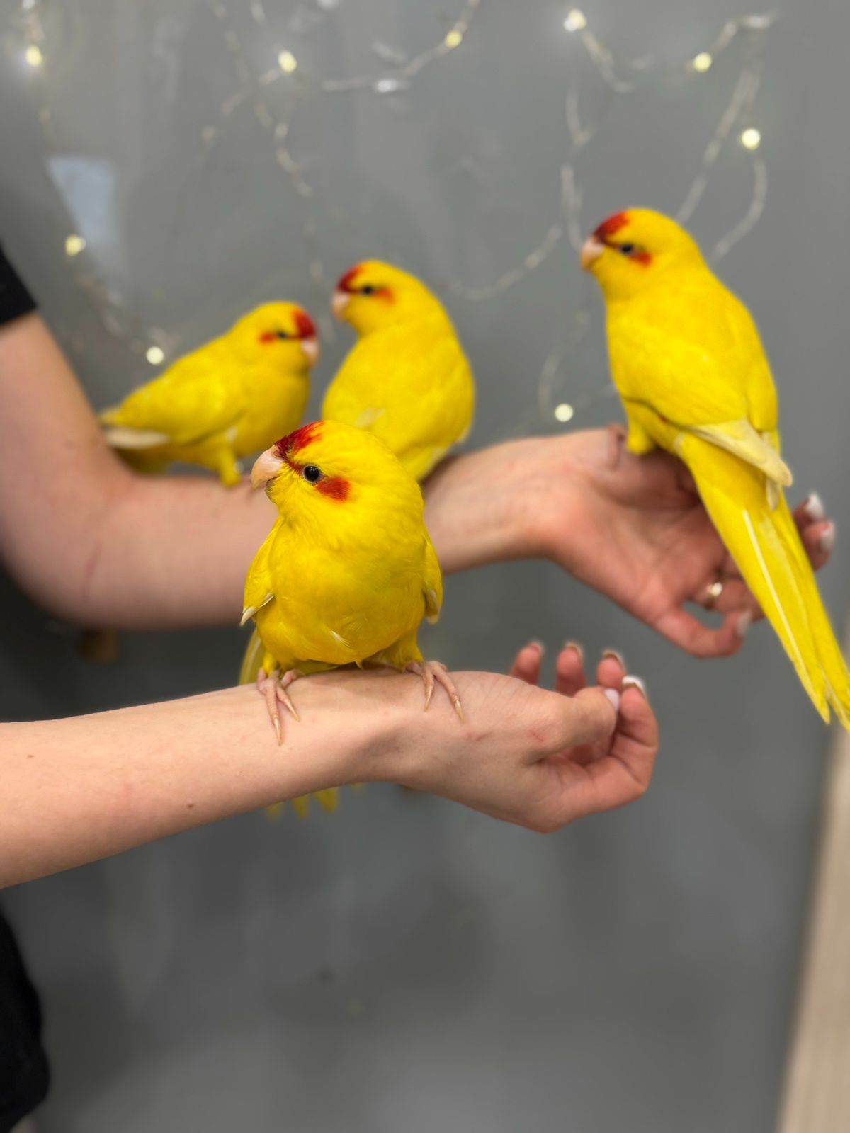 Какарік, какарик, ручні домашні какаріки