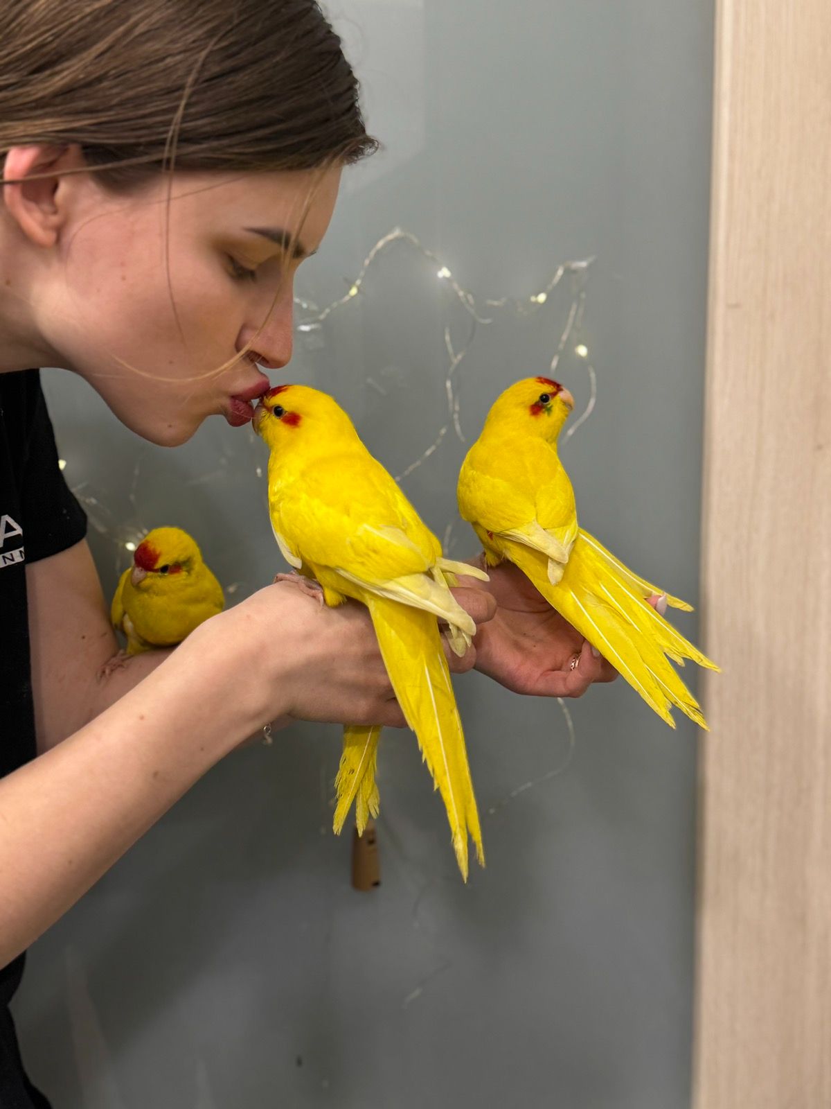 Какарік, какарик, ручні домашні какаріки