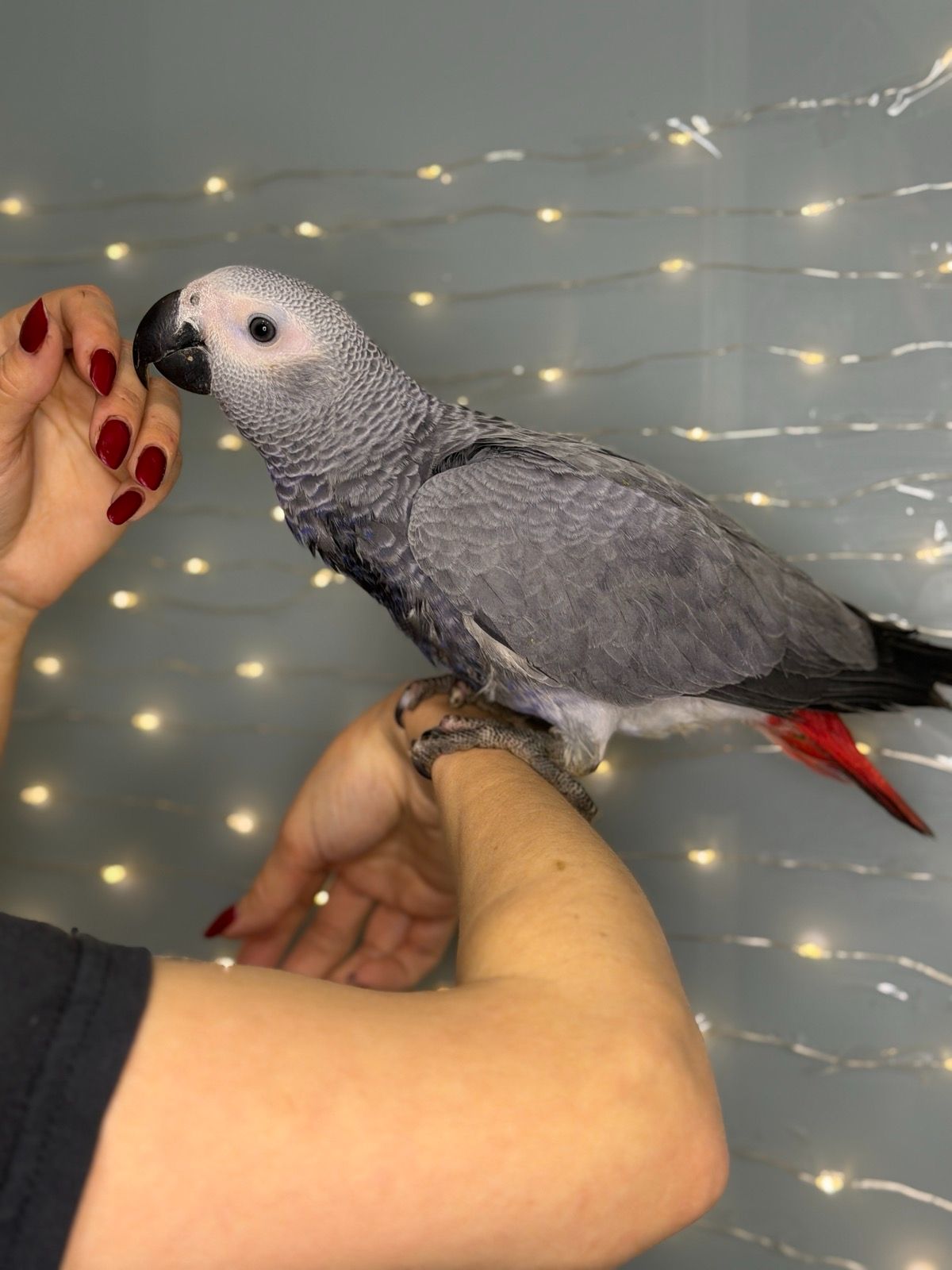 Великий папуга для розмови, говорящий папуга - жако