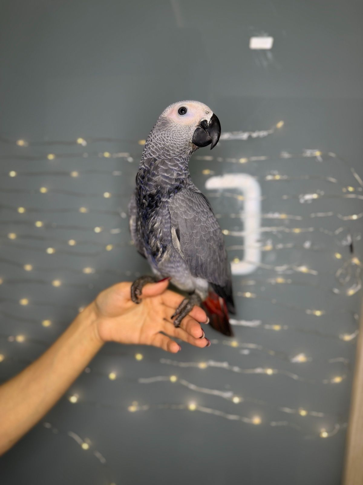 Великий папуга для розмови, говорящий папуга - жако