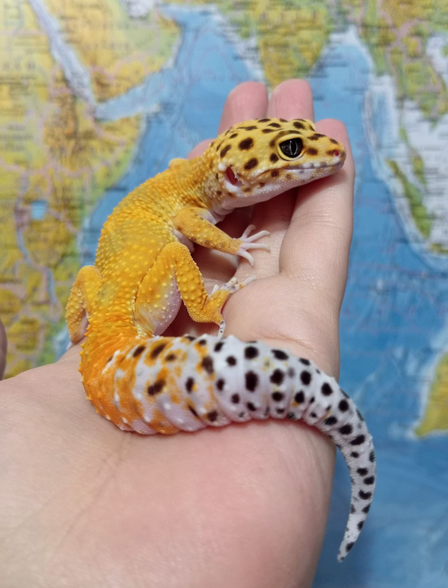 Эублефар. Леопардовый геккон