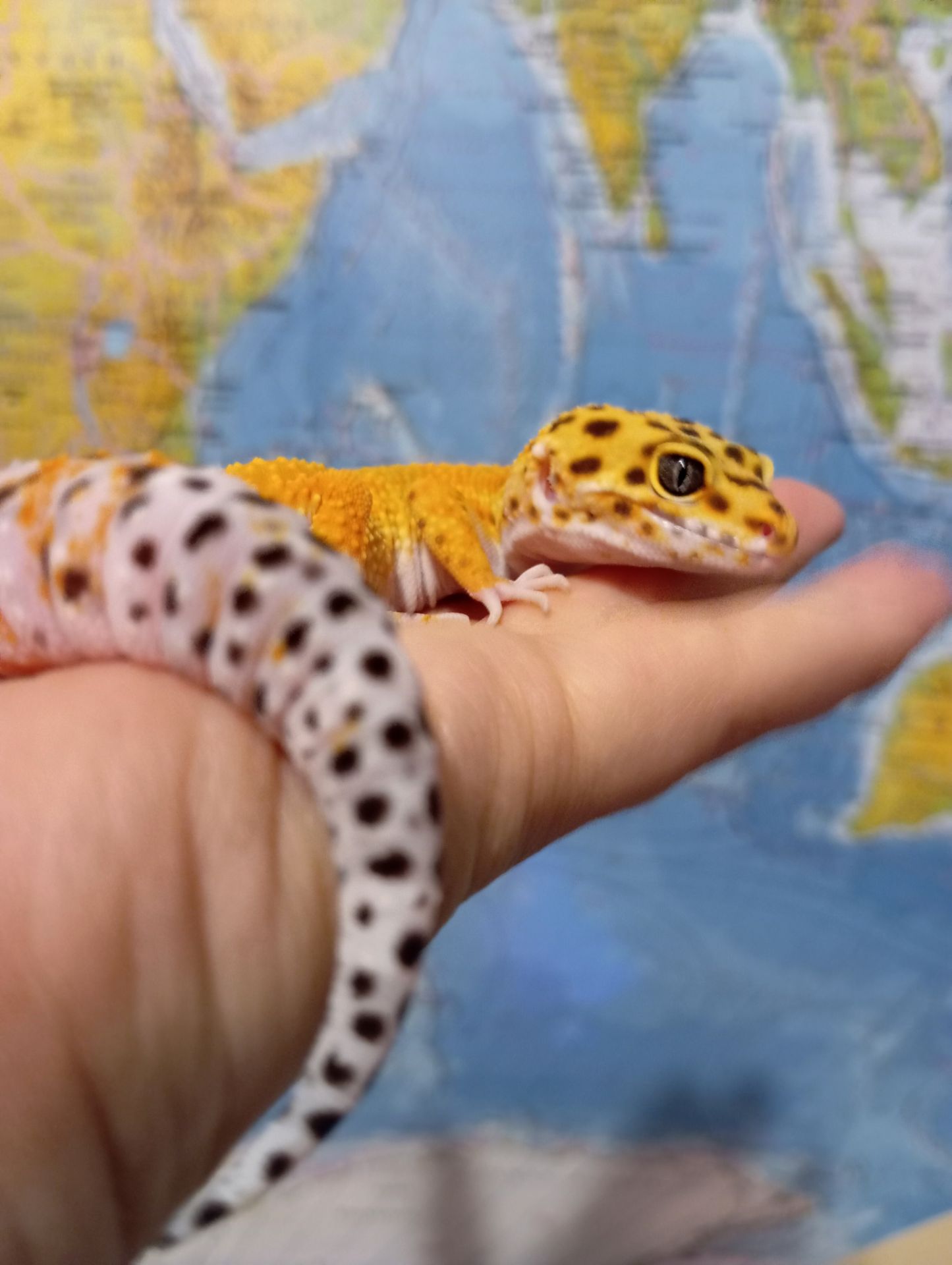 Эублефар. Леопардовый геккон