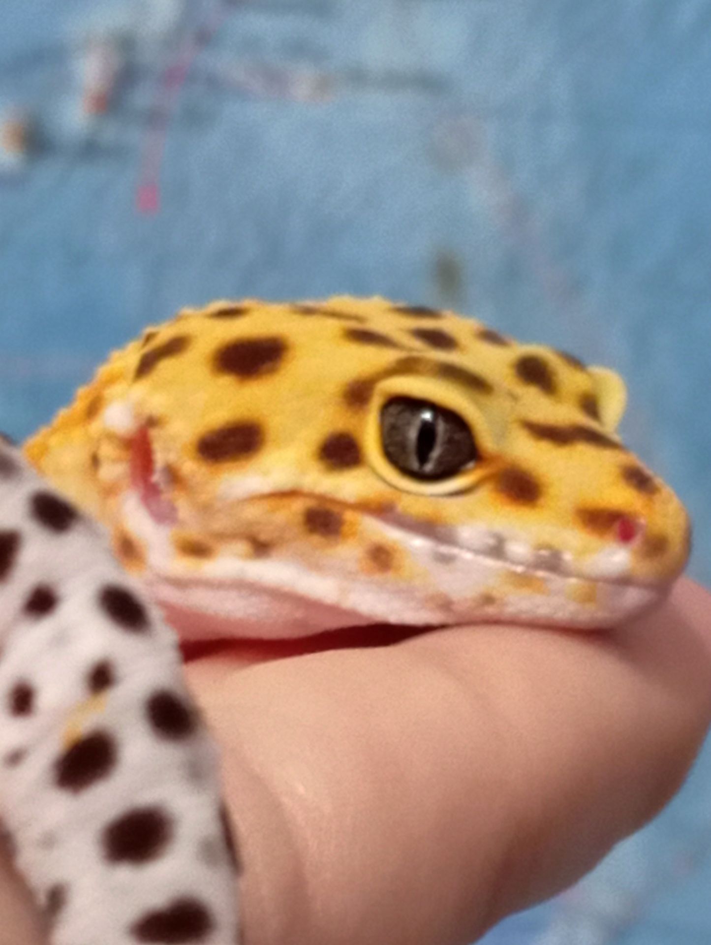 Эублефар. Леопардовый геккон