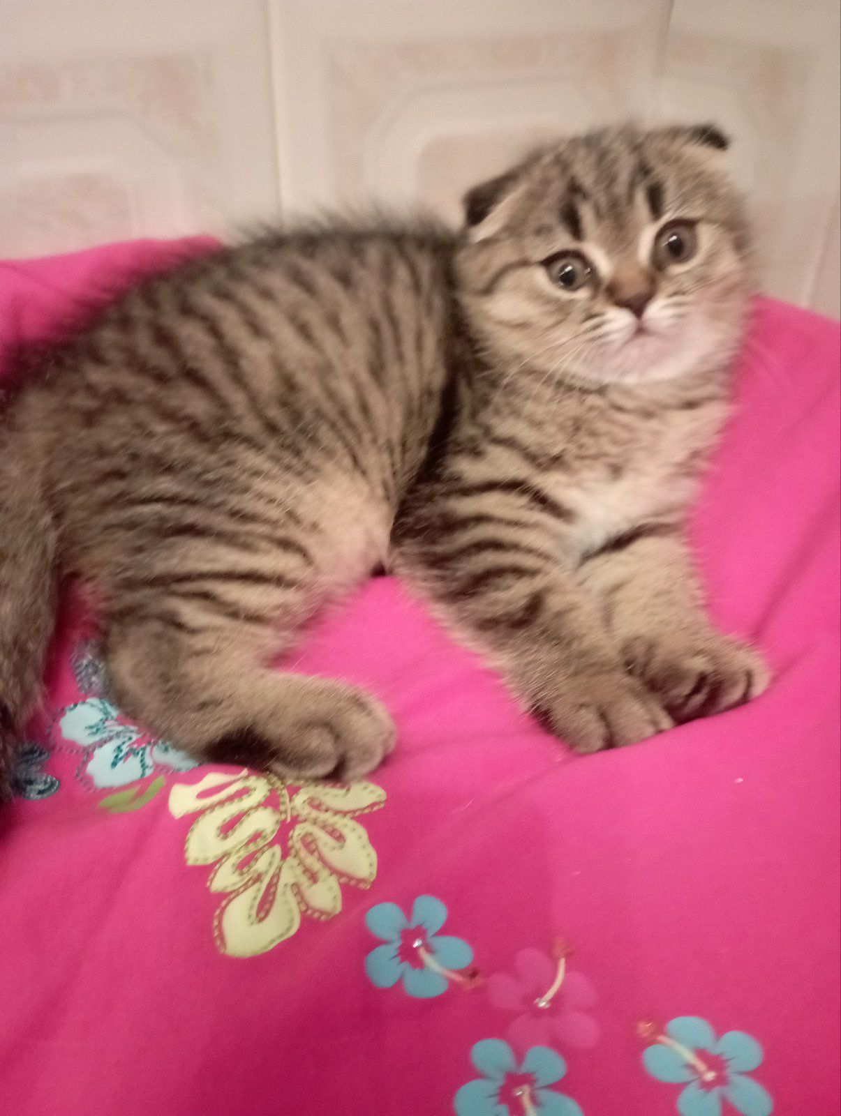 Шотландські Шикарні Шиншилові Золоті дівчатка