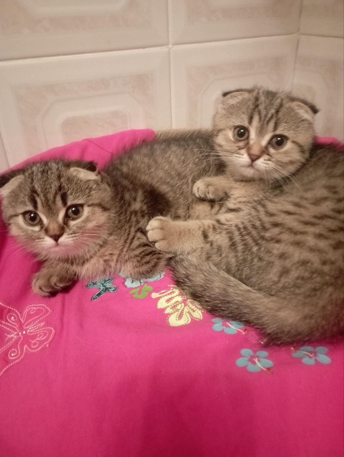 Шотландські Шикарні Шиншилові Золоті дівчатка