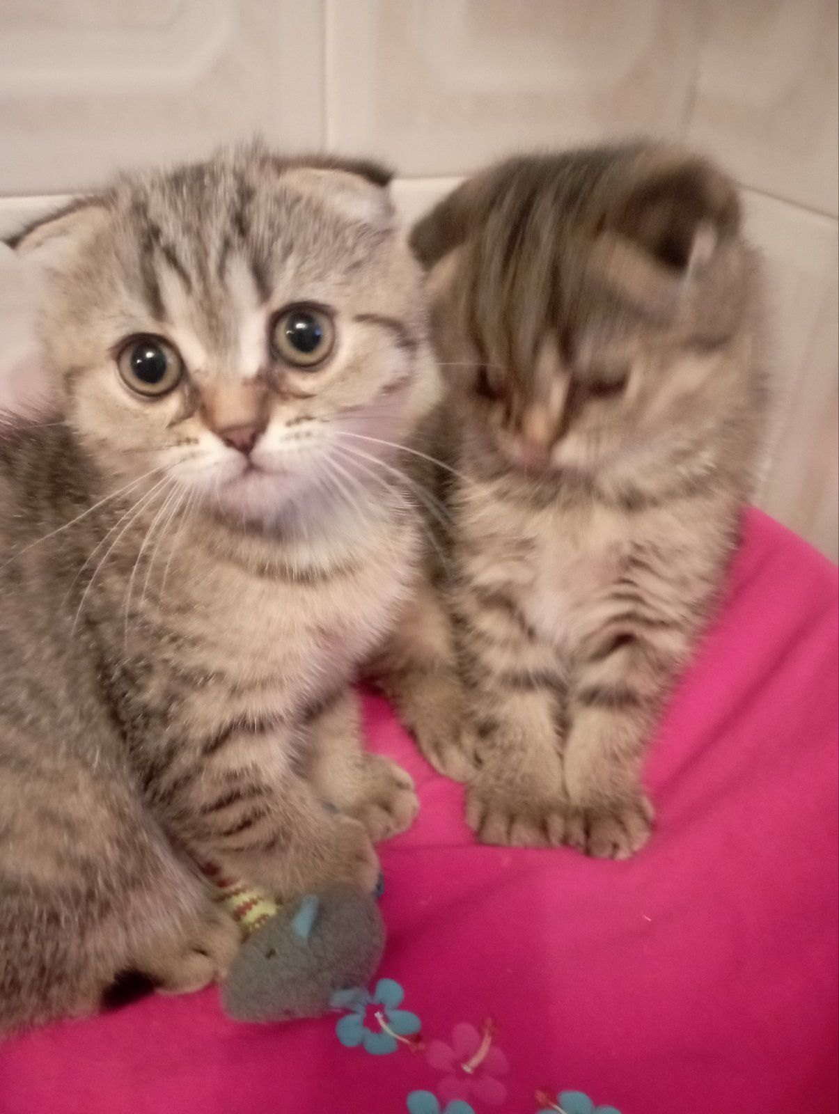 Шотландські Шикарні Шиншилові Золоті дівчатка