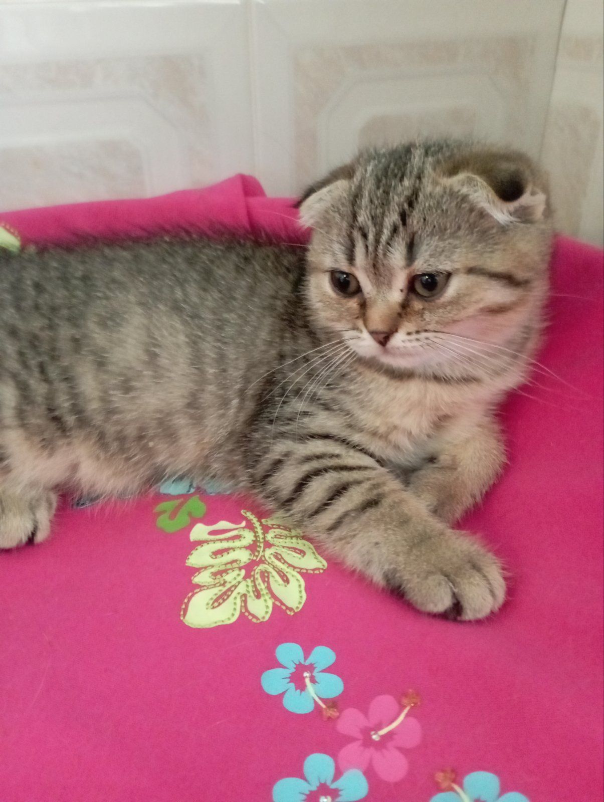 Шотландські Шикарні Шиншилові Золоті дівчатка