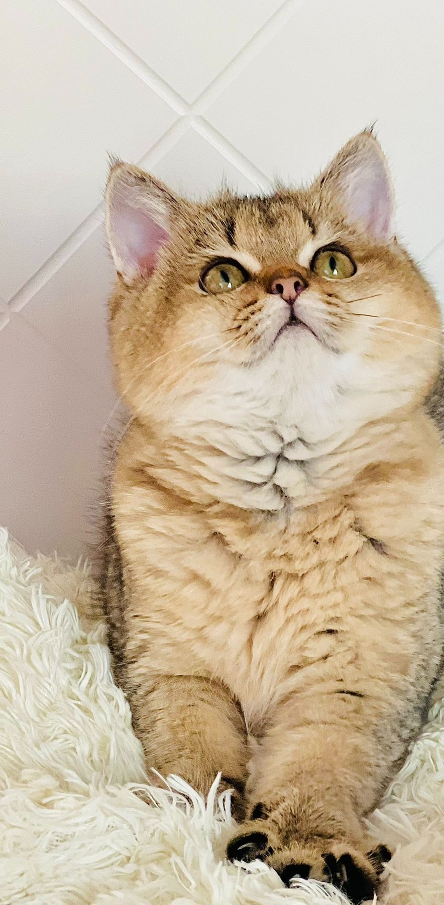 Британська золота шиншилла