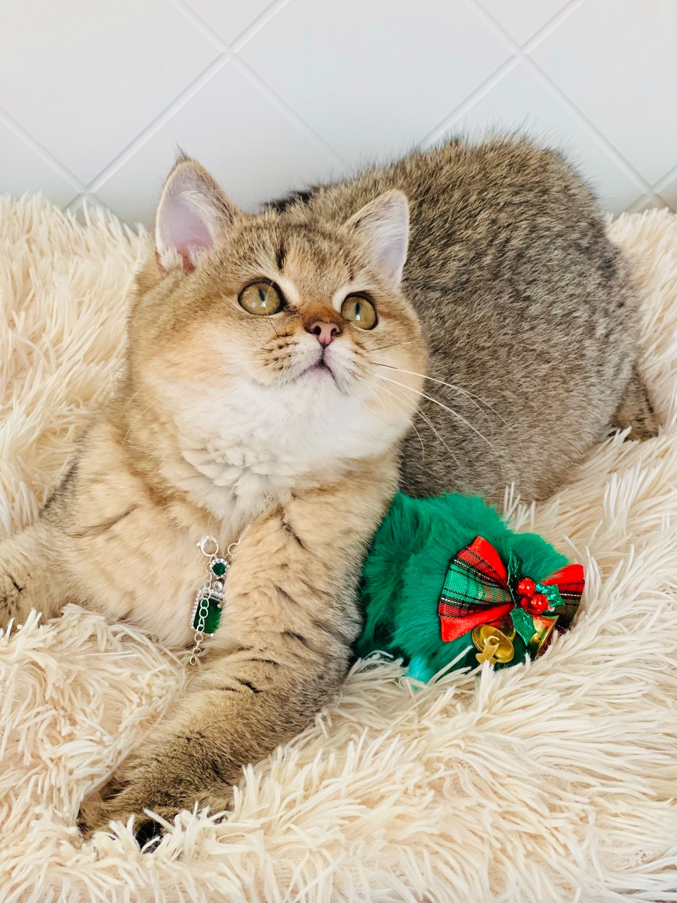 Британська золота шиншилла