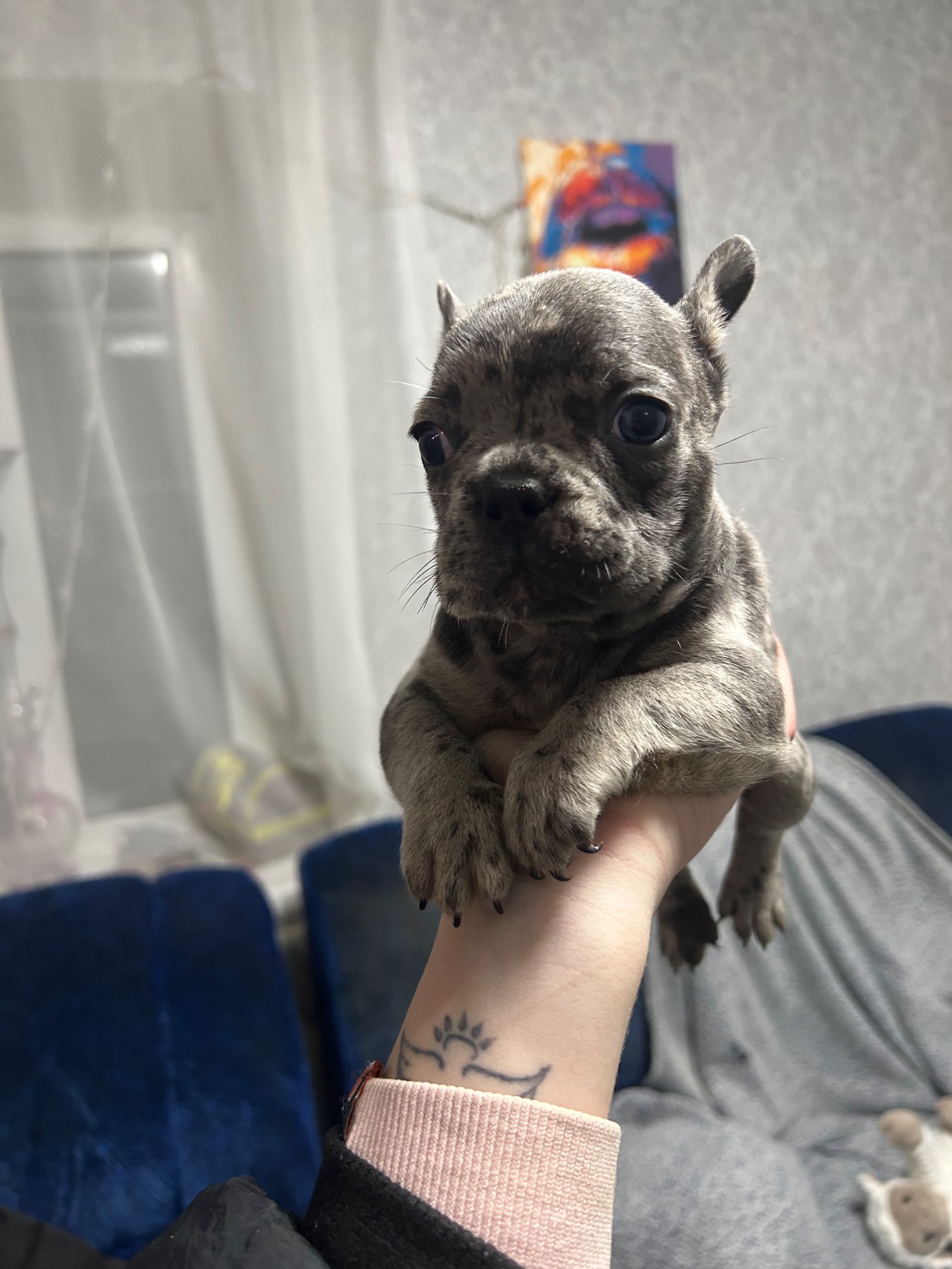 Щенки французского бульдога