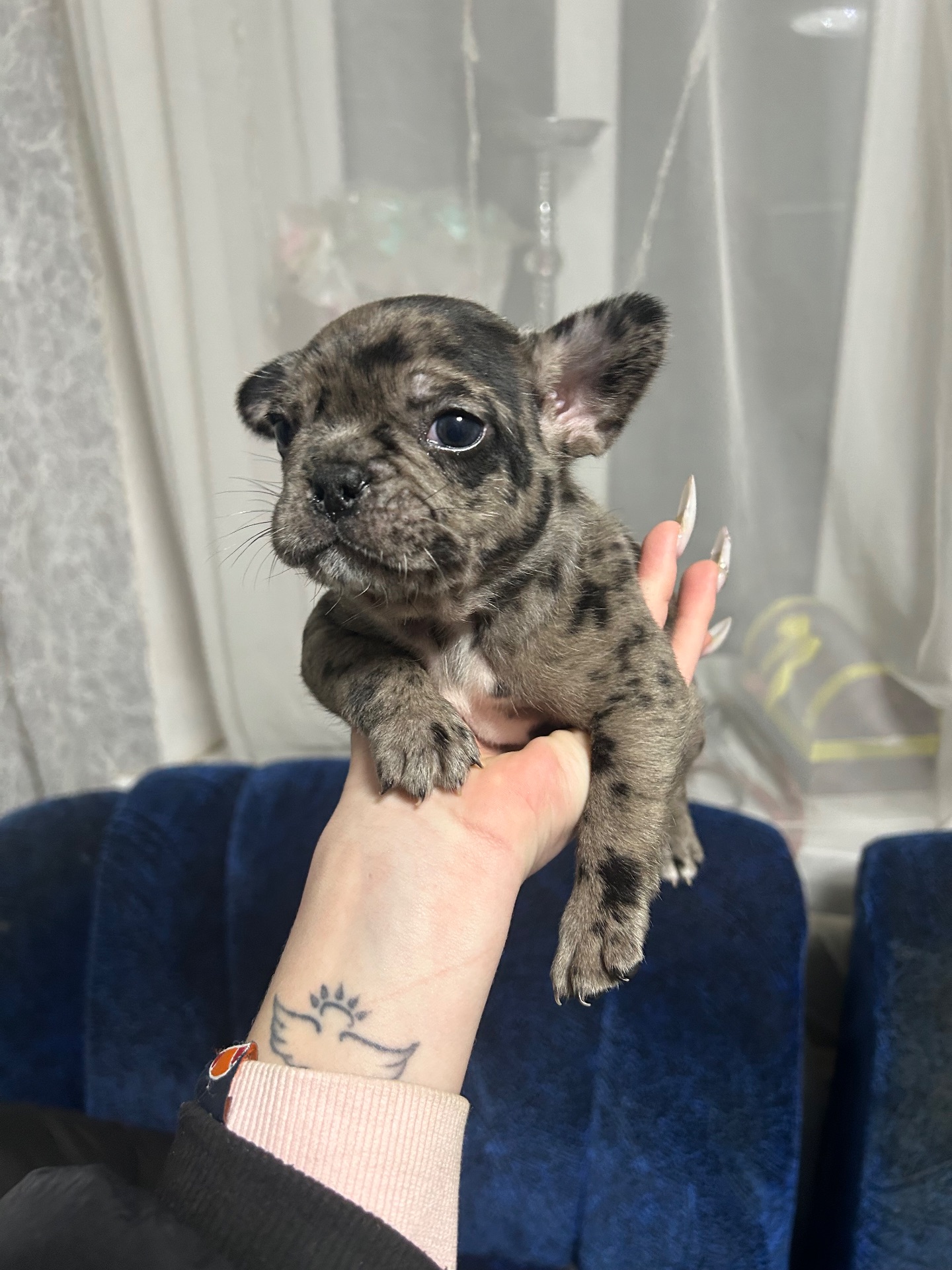 Щенки французского бульдога