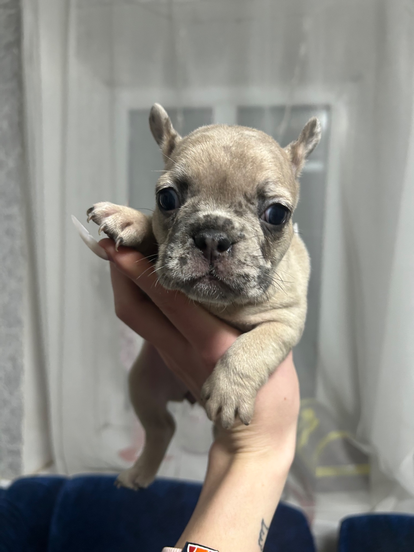 Щенки французского бульдога