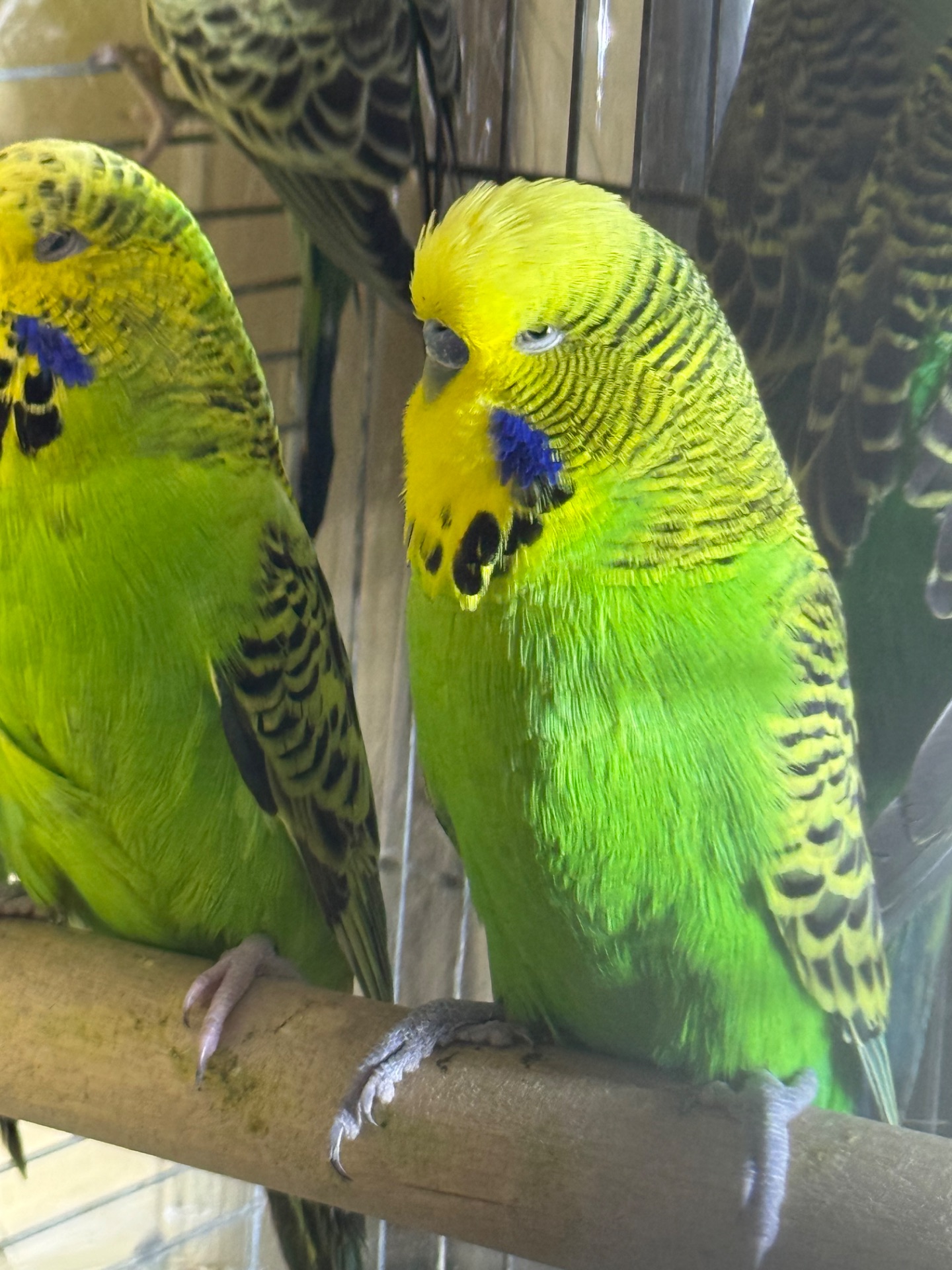 Волнистые попугаи, Выставочные вольнистые, получехи