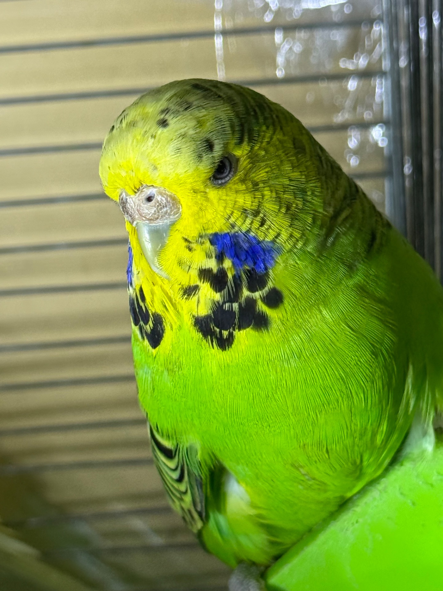 Волнистые попугаи, Выставочные вольнистые, получехи