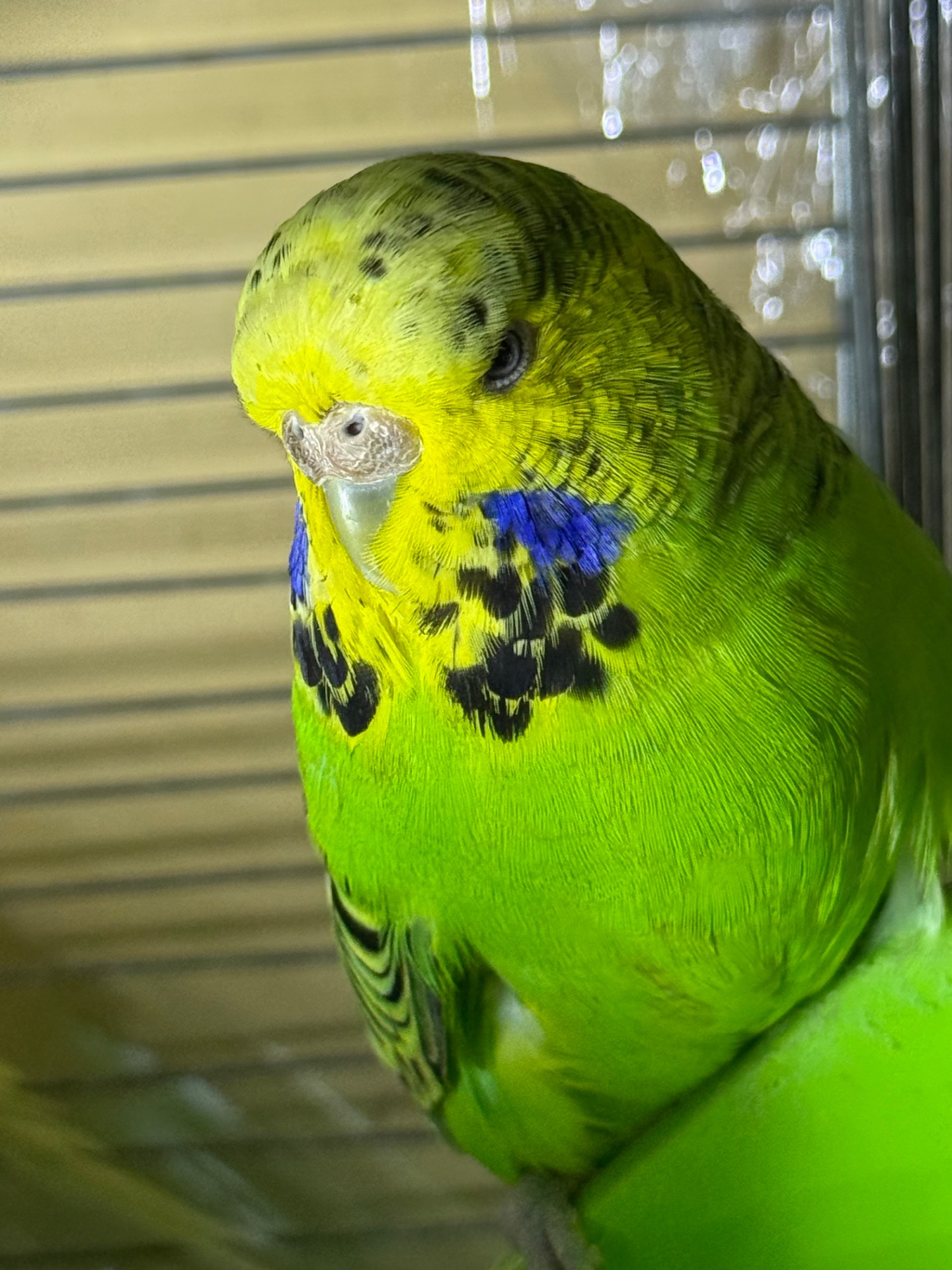 Волнистые попугаи, Выставочные вольнистые, получехи