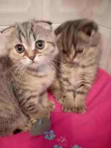 Шотландські Шикарні Шиншилові Золоті дівчатка