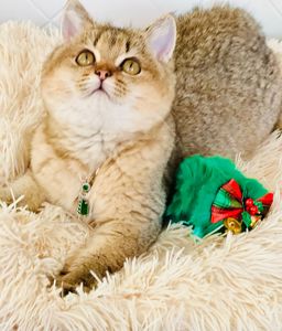 Британська золота шиншилла