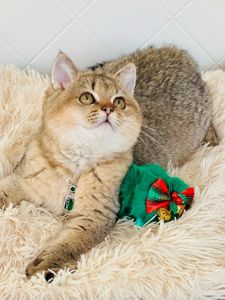 Британська золота шиншилла