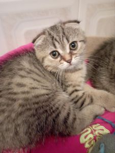 Шотландські Шикарні Шиншилові Золоті дівчатка