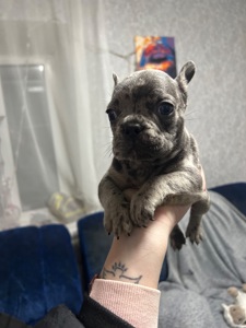 Щенки французского бульдога