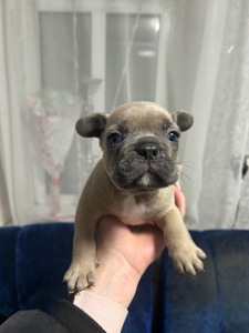 Щенки французского бульдога